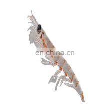 Frozen Small White Shrimp thumbnail-1