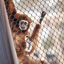 Wire Rope Mesh Knotted Mesh 304 Stainless Steel 3mm Cable Netting for Animal Fencing and Fall Protection With CE Certificate thumbnail-5