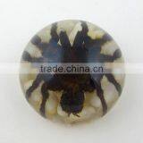 2016New Design Wholesale Paperweight With Real Insect thumbnail-1
