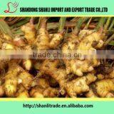 Fresh Old Ginger,fresh Nature Organic Ginger,fresh Ginger Price thumbnail-5