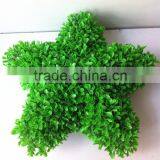 High Emultion Green Decorative Artificial Star Shaped Potted Bosai thumbnail-2