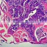 Zoology Animal Histology Prepared Slides for Microscopes thumbnail-5