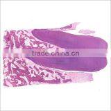 Human Oral Pathology Medical Prepared Slides for Teaching thumbnail-1