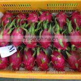 Vietnam white flesh dragon fruit