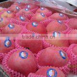 Chinese Exporter Fresh Red Fuji Apple Fruits Natural Growth Containing Vitamin C thumbnail-1
