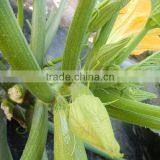 LATIFAH F1 Hybrid Squash Seeds thumbnail-3