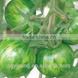 Mid-early Maturity High Resistant Hybrid Green Tomato Seeds Green Ball F1 thumbnail-2