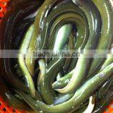Live Eel (anguilla Rostrata) thumbnail-3