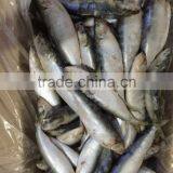 Sardine thumbnail-4