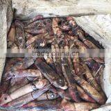 60-120g Seafood Frozen Black Squid thumbnail-2