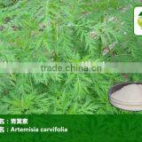 GMP Factory Artemisia Annua Sweet Wormwood Herb Artemisia Carvifolia 98% 99% White Crystalline Powder Cure Malaria thumbnail-3