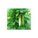 100% High Quality Balsam Pear Extract/balsam Pear Extract Powder/Balsam Pear Powder thumbnail-1