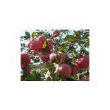 Fuji Apple thumbnail-2