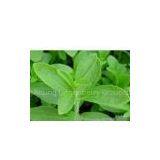 Oolong Tea Extract 30~90% Polyphenols (UV-VIS)