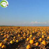 Factory Supply Hot Sale GWS Pumpkin Kernels thumbnail-2