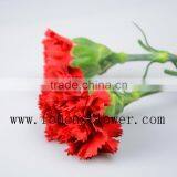 Best Quality Carnation Red Carnation Wholesale Flower