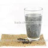 'Genovese' Basil thumbnail-5