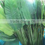 Leaves of Strelitzia Reginae Aiton-large YL267