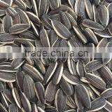 Black Sunflower Seeds 5009 thumbnail-1