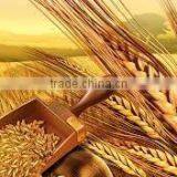 2014 India's Best Product of Wheatgerm Oil thumbnail-1