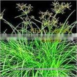 Nagarmotha Essential Oil thumbnail-1