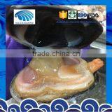 Frozen Huge Clam Wild Caught thumbnail-2