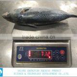 China Export Frozen Bonito Tuna 700+ thumbnail-3