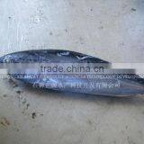 Frozen Fish Shipping All Arund The World thumbnail-1