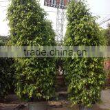 Ficus Benjamina Tower Shape thumbnail-5