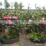 Camellia Bonsai thumbnail-1