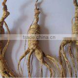 18-Year-Old Wild Ginseng From Cahngbai Mountain