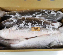 Mullet Fish / Grey Mullet, Mullet 1000-200 thumbnail-5