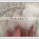 100% Wool White Cashmere thumbnail-6