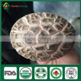 Whole Part Fresh China Flower Mushroom Type shiitake growing cultivation bags