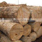 Pine or Birch Wood Logs China thumbnail-5