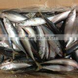 2016 Top Sale WR Frozen Pacific Mackerel for Market