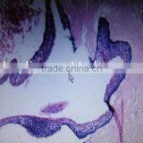 Human Oral Histology Pathology Prepared Slides Set thumbnail-1