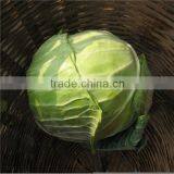 New Crop Flat Cabbage/round Cabbage for Sale thumbnail-2