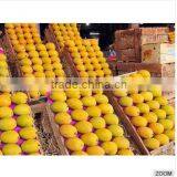 Fresh Alphonso Mangoes thumbnail-1