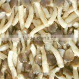 Shimeji in Brine
