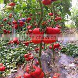 2016 F1 Hybrid Best Tomato Seeds Red Price With High Quality thumbnail-3