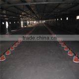Chiken Feeding System Poultry Farm Production