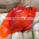 Red parrot cichlid aquarium fish from Thailand exporter