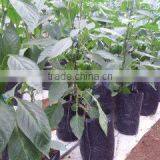 Grow Bag thumbnail-1