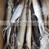 Frozen Whole Round Spanish Mackerel (scomberomorus Niphonius) thumbnail-2