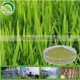 Hot Sale Organic Barley Grass Powder thumbnail-1