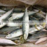 IQF Mackerel 6-8pcs/kg