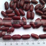 Organic Red Kidney Bean( British type, heilongjiang origin.hps)