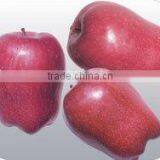 Chinese Red Apple For 2011 New Crop