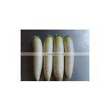 Fresh Chinese White Radish on Sale thumbnail-2